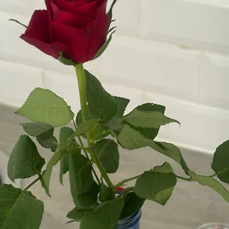 Les Lauriers Roses *